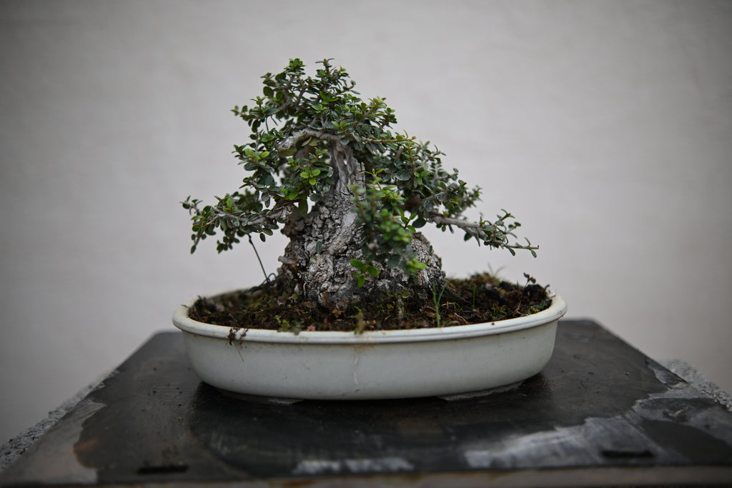 Olea Sylvestris - Olivastro Shohin