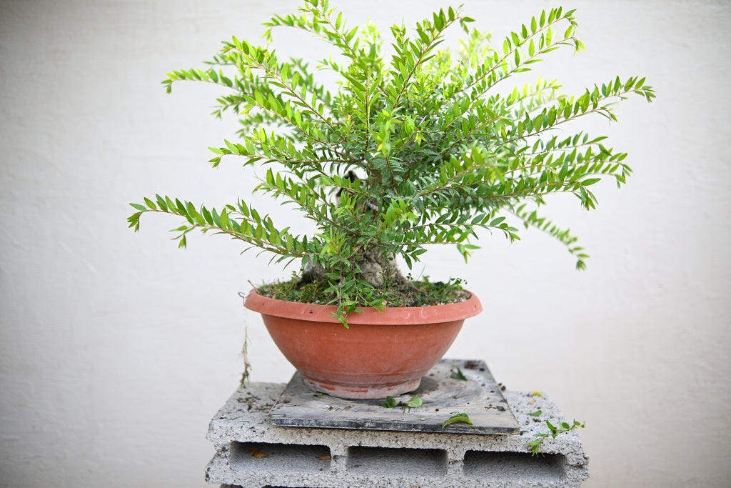 Myrtus Communis - Mirto