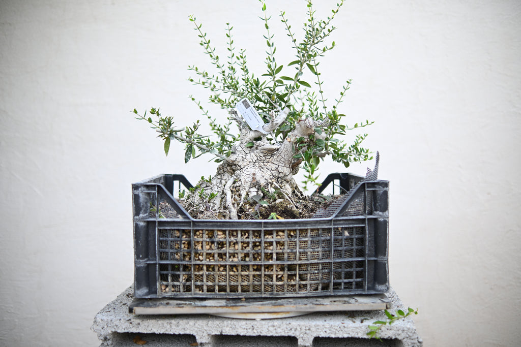 Olea Sylvestris - Olivastro