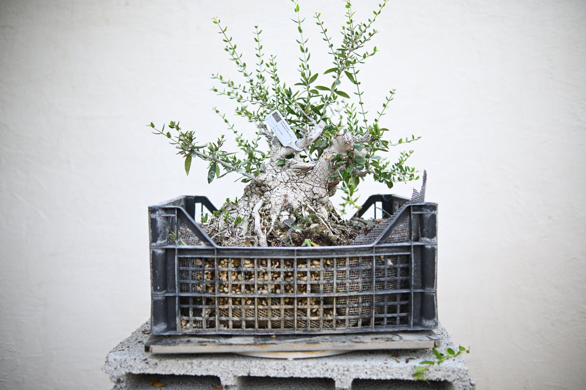 Olea Sylvestris - Olivastro
