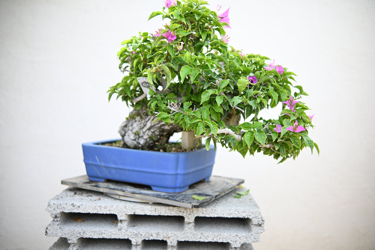 Bouganville Sanderiana