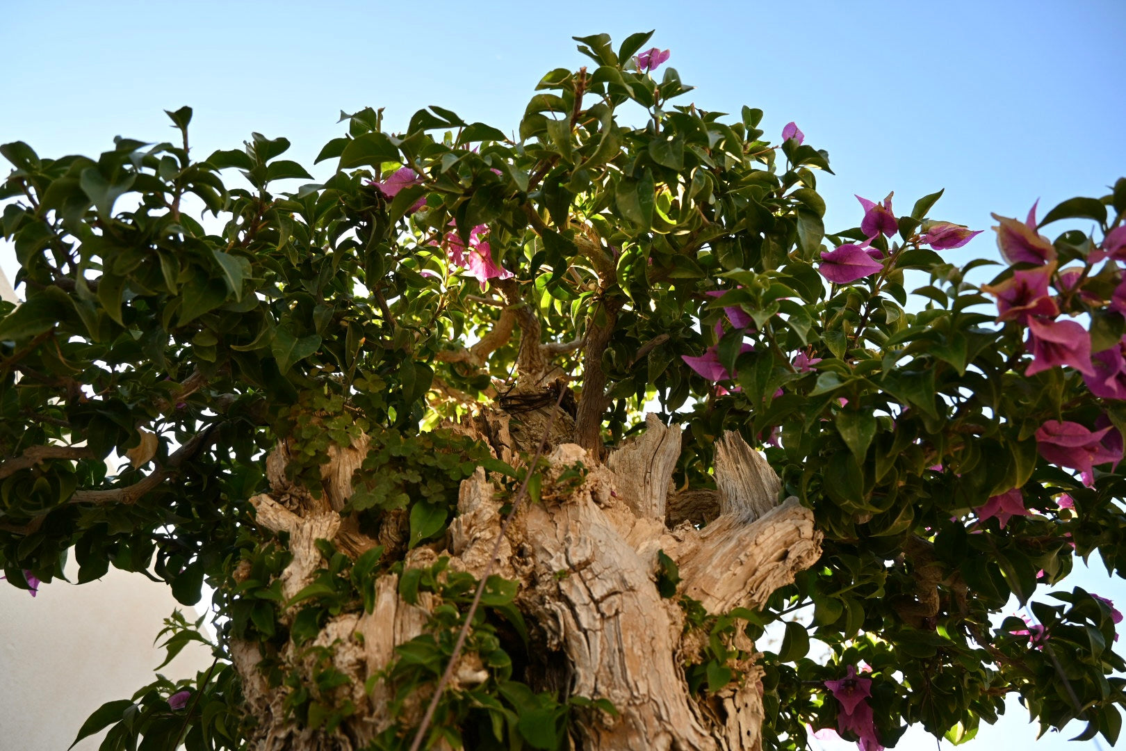 Bonsai di Bouganville