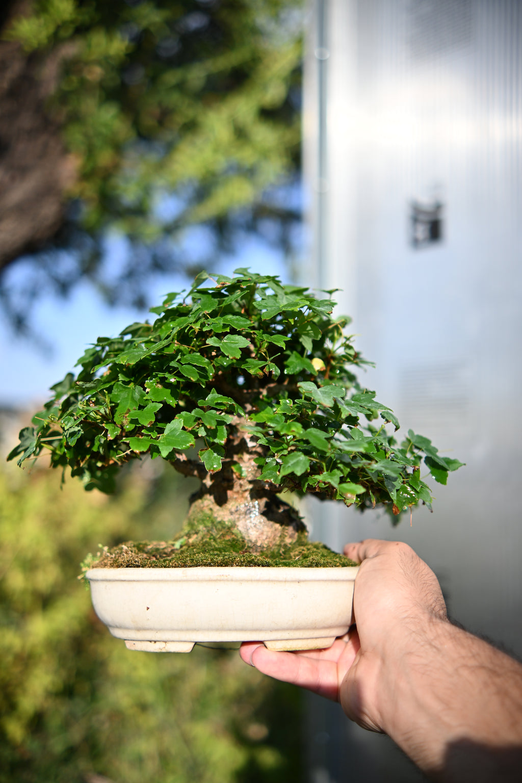 Acer Buergerianum Shohin -Kaede