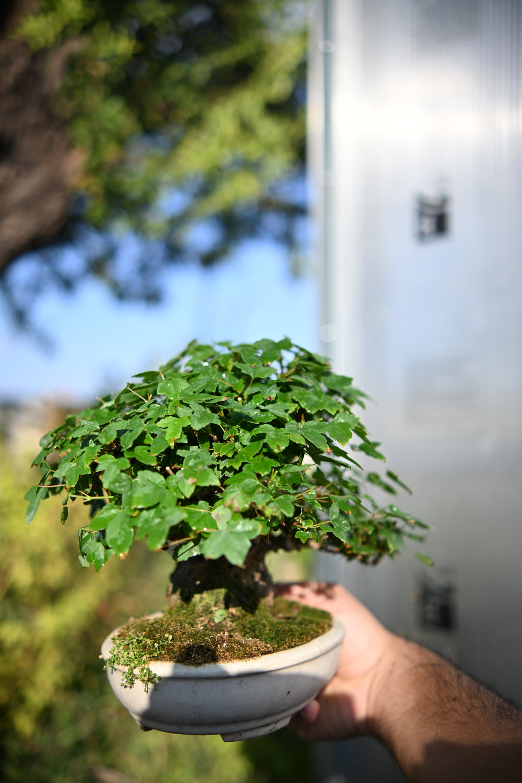 Acer Buergerianum Shohin -Kaede