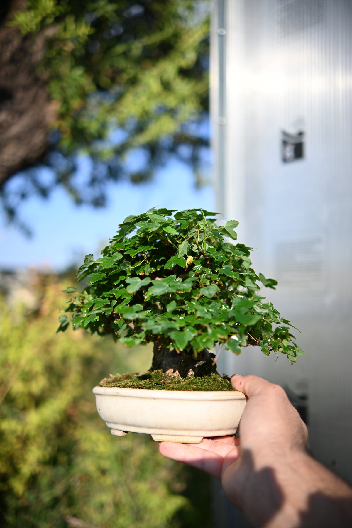 Acer Buergerianum Shohin -Kaede