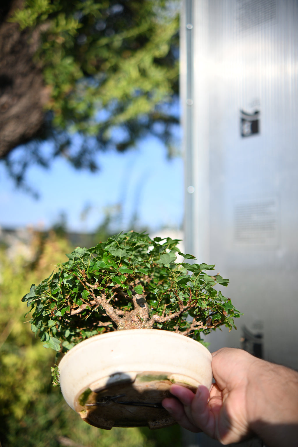 Acer Buergerianum Shohin -Kaede