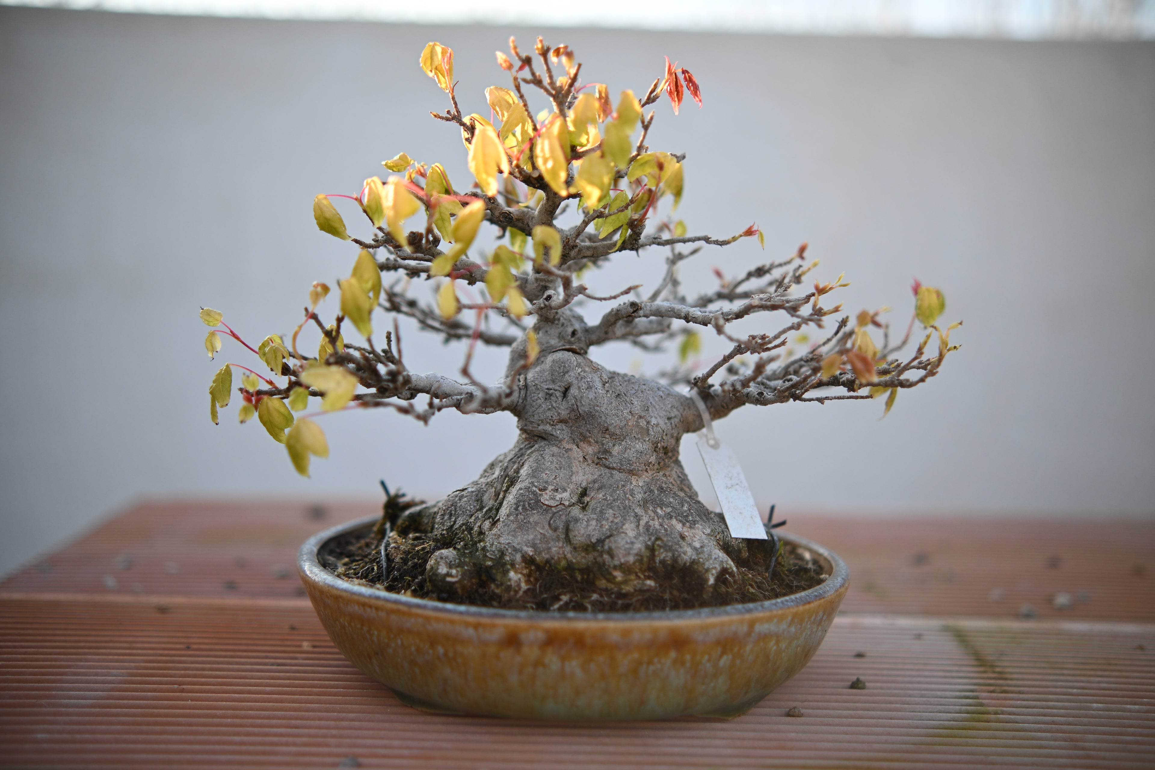 Acer Buergerianum Shohin - Kaede