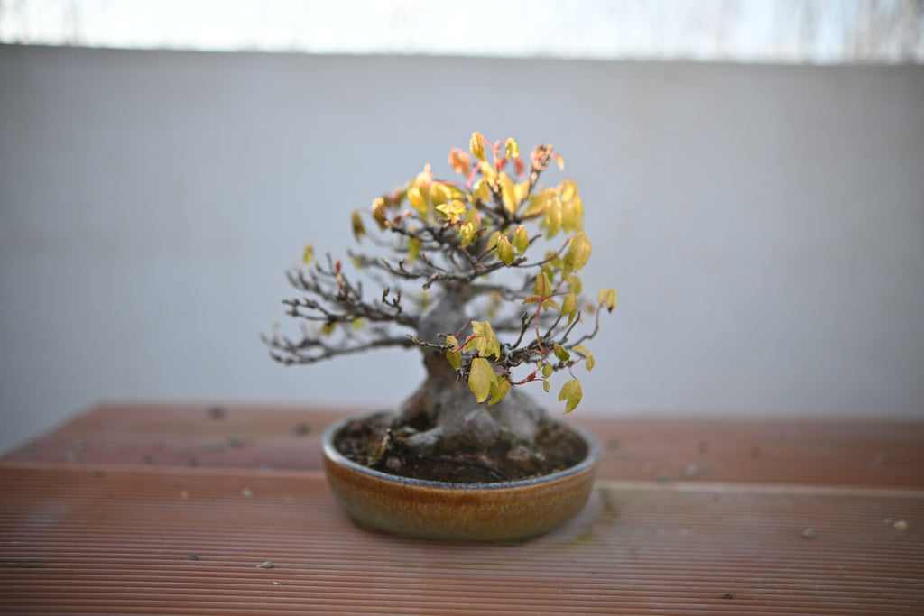 Acer Buergerianum Shohin - Kaede