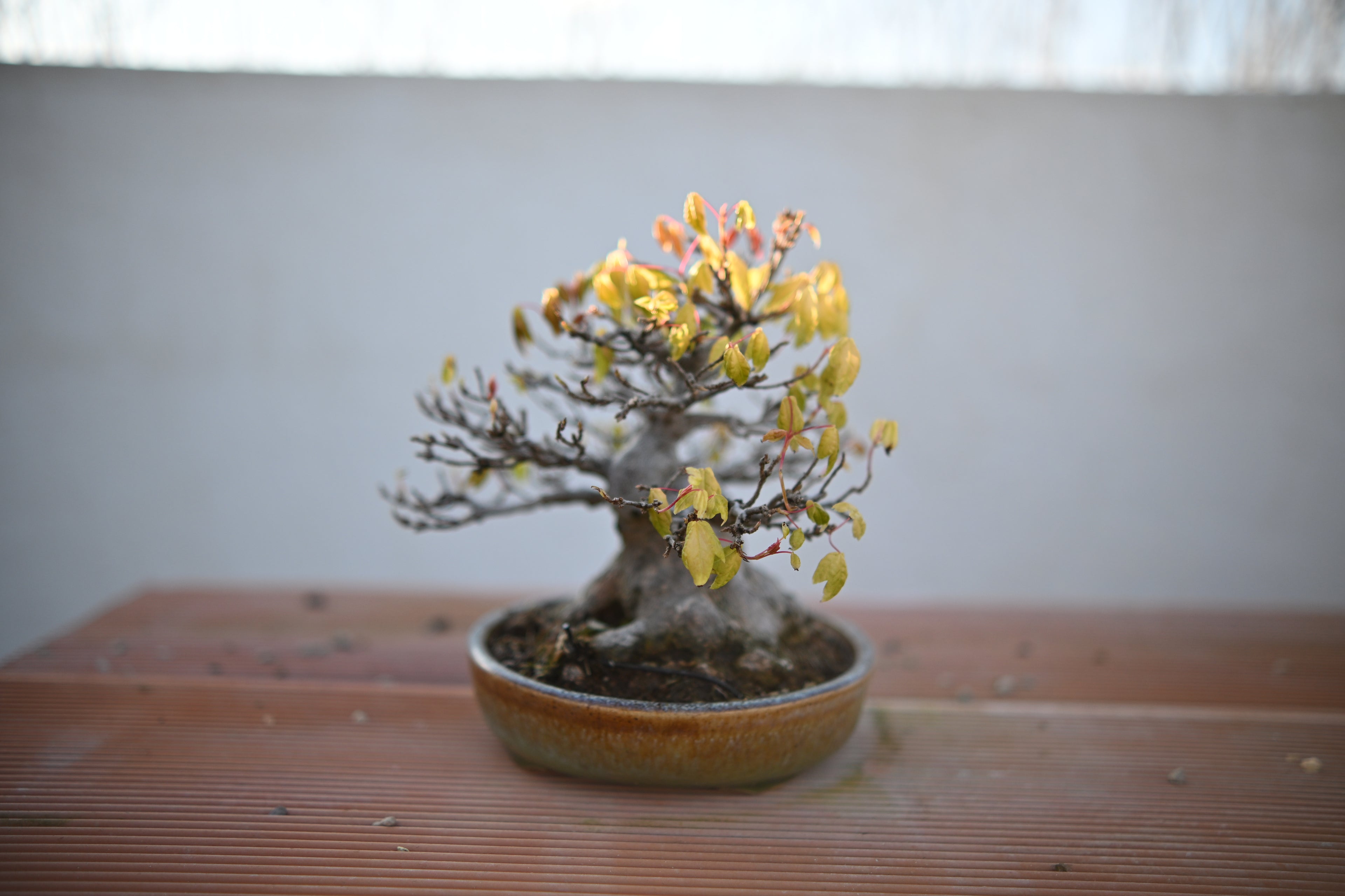 Acer Buergerianum Shohin - Kaede