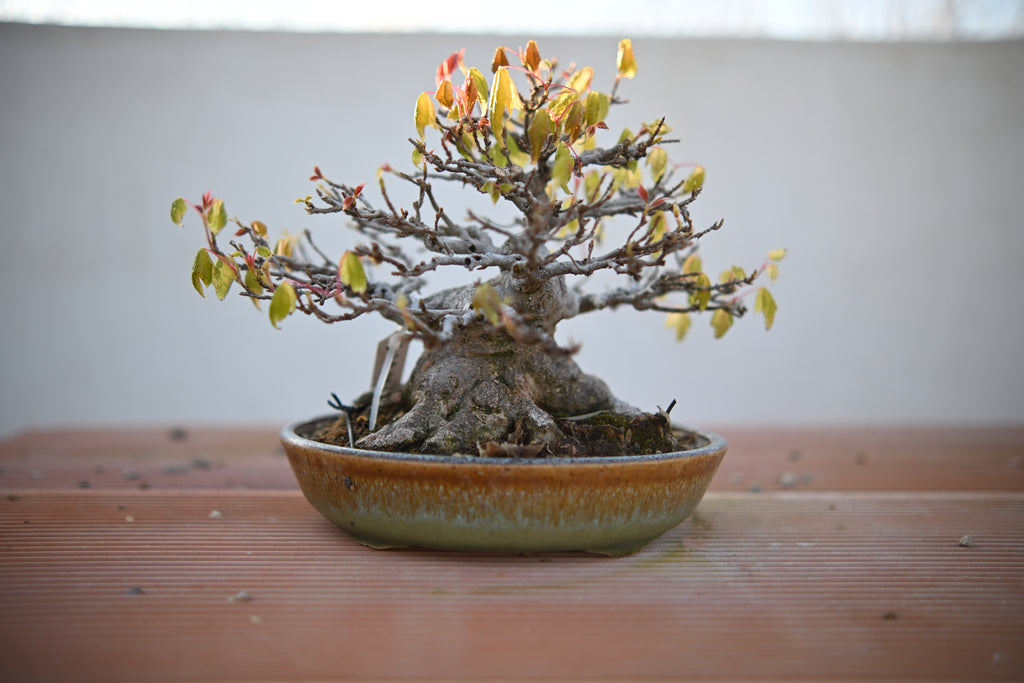 Acer Buergerianum Shohin - Kaede