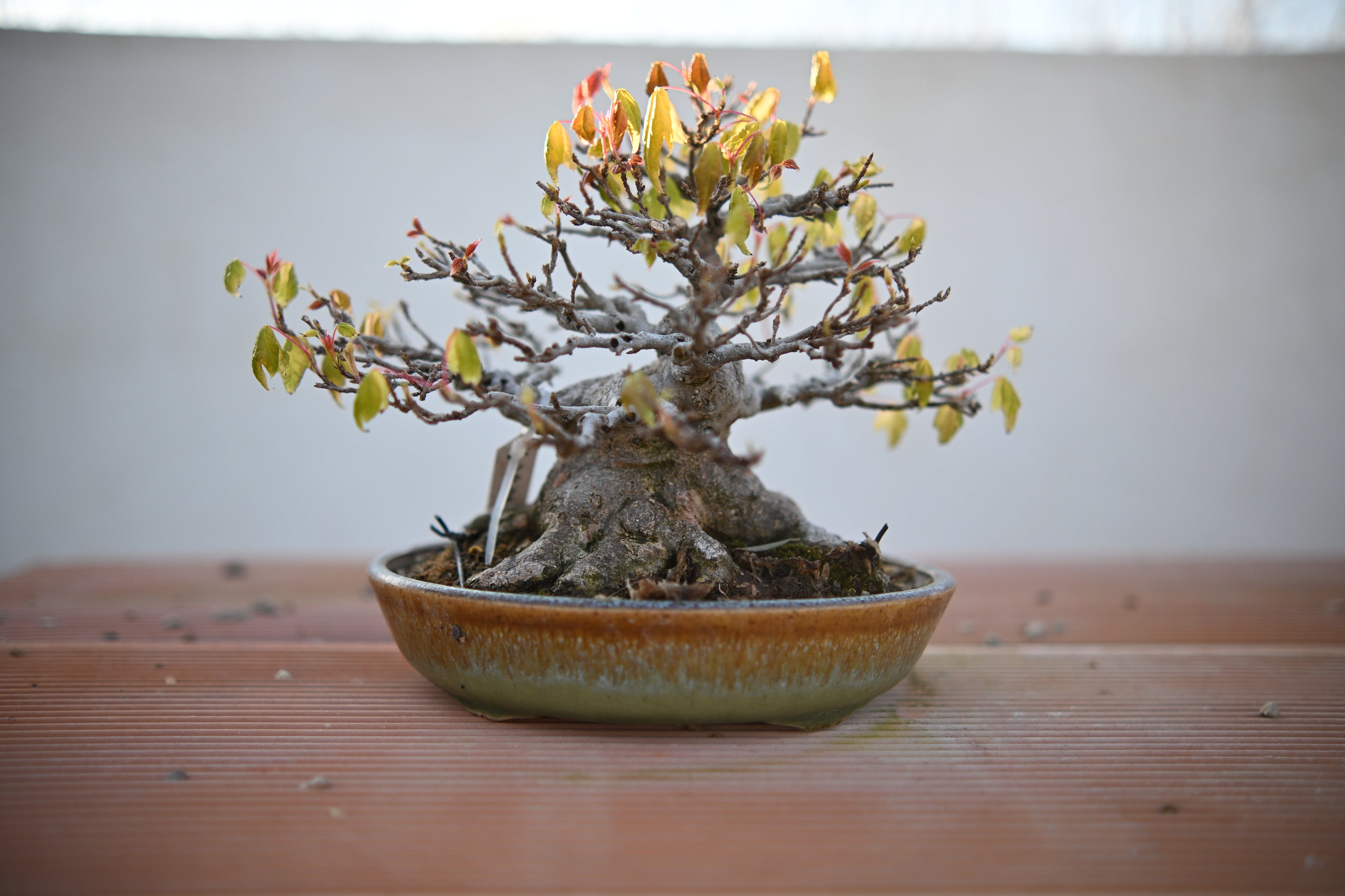 Acer Buergerianum Shohin - Kaede