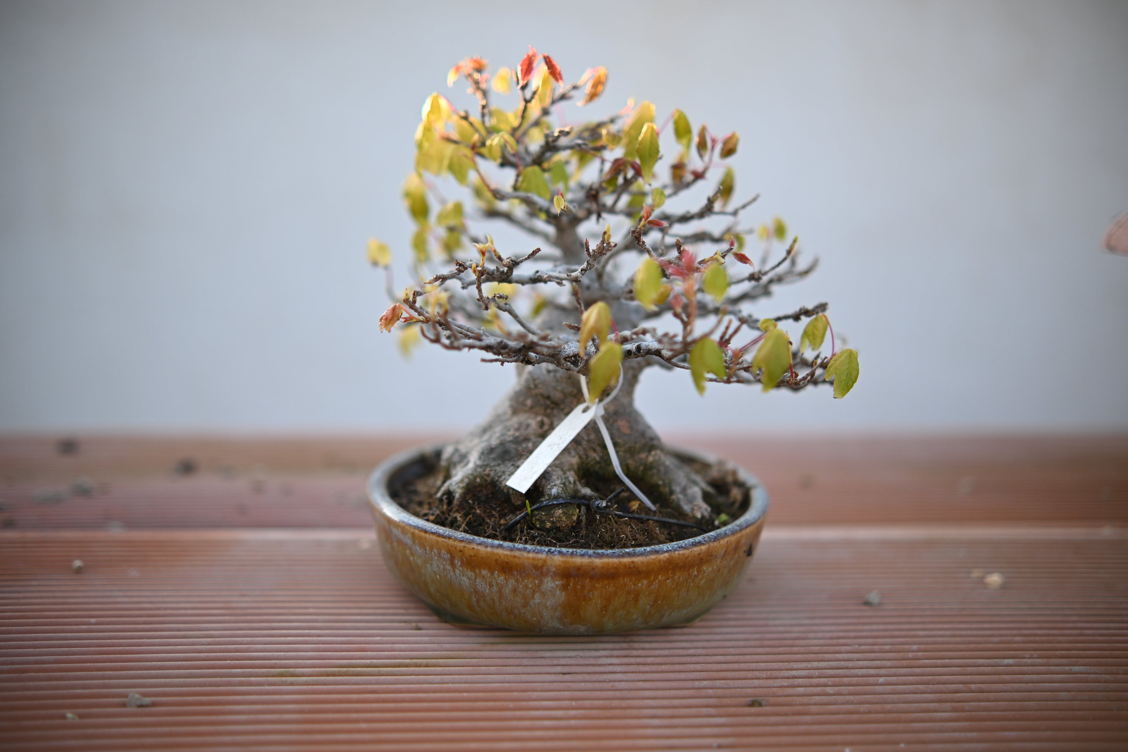 Acer Buergerianum Shohin - Kaede