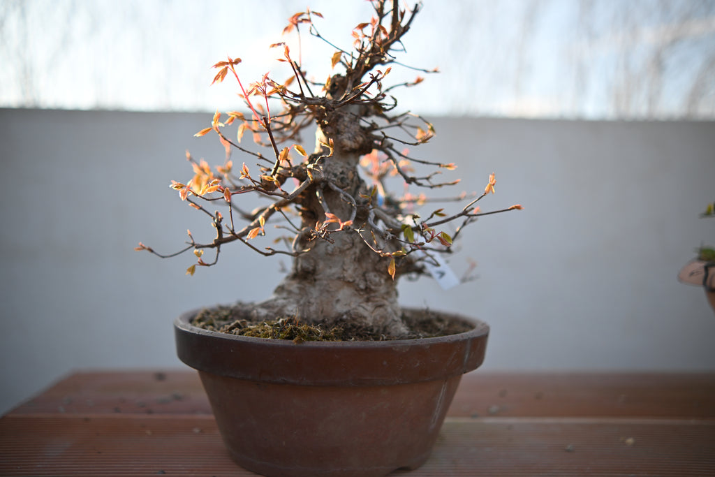 Acer Buergerianum - Kaede