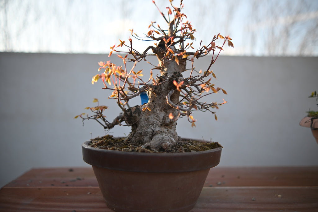 Acer Buergerianum - Kaede