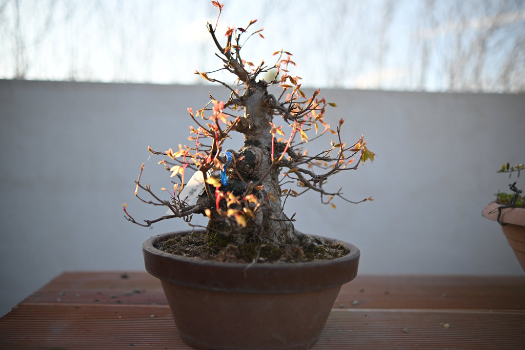 Acer Buergerianum - Kaede