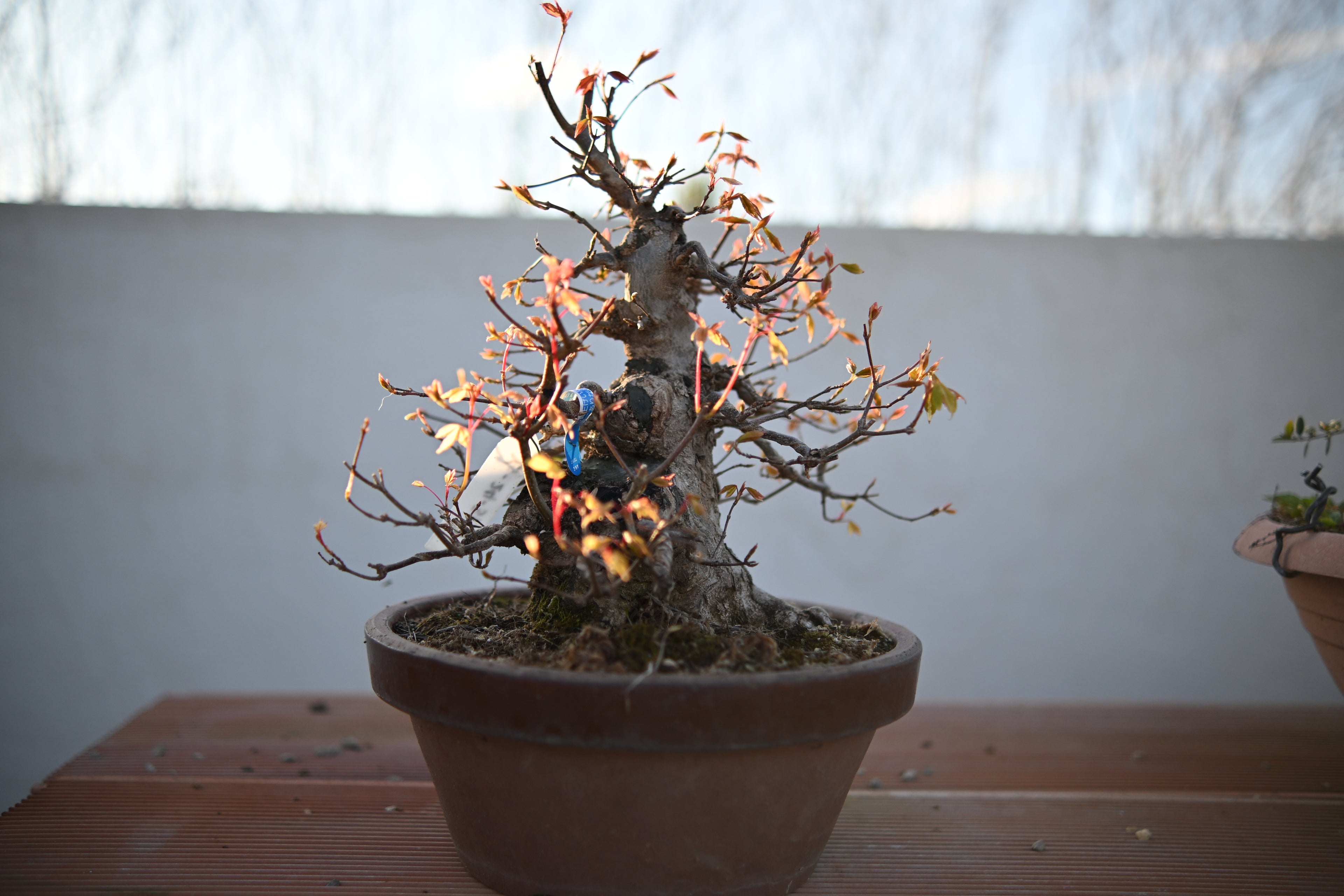 Acer Buergerianum - Kaede