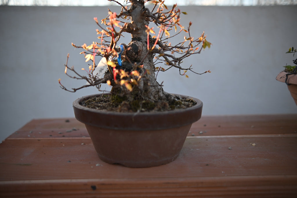 Acer Buergerianum - Kaede