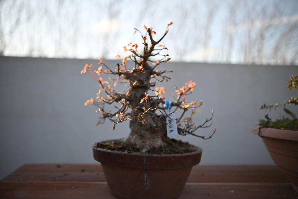 Acer Buergerianum - Kaede