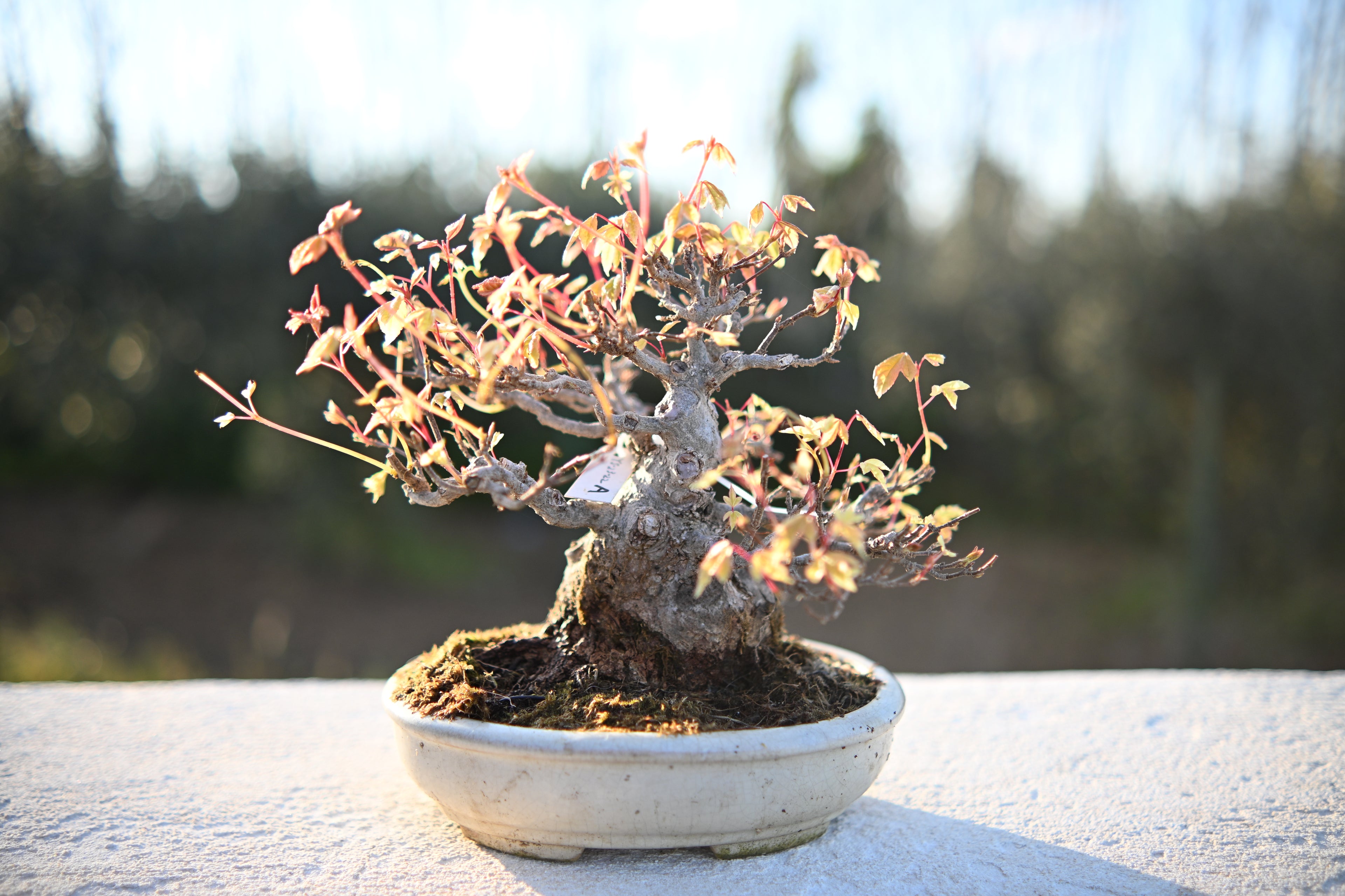 Acer Buergerianum Shohin -Kaede