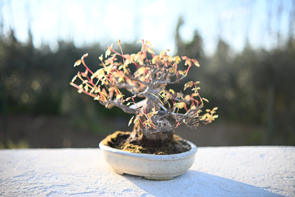 Acer Buergerianum Shohin -Kaede