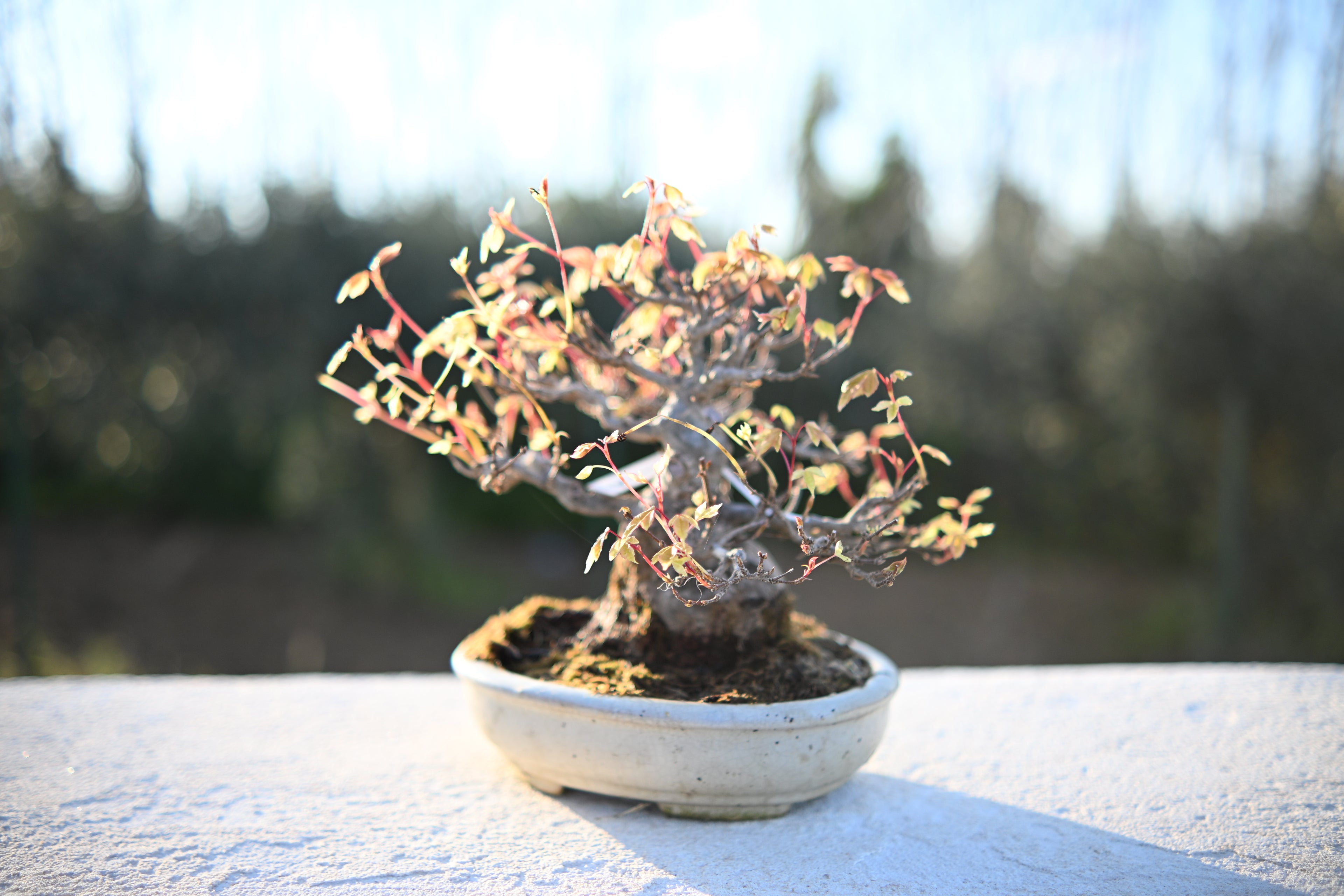 Acer Buergerianum Shohin -Kaede