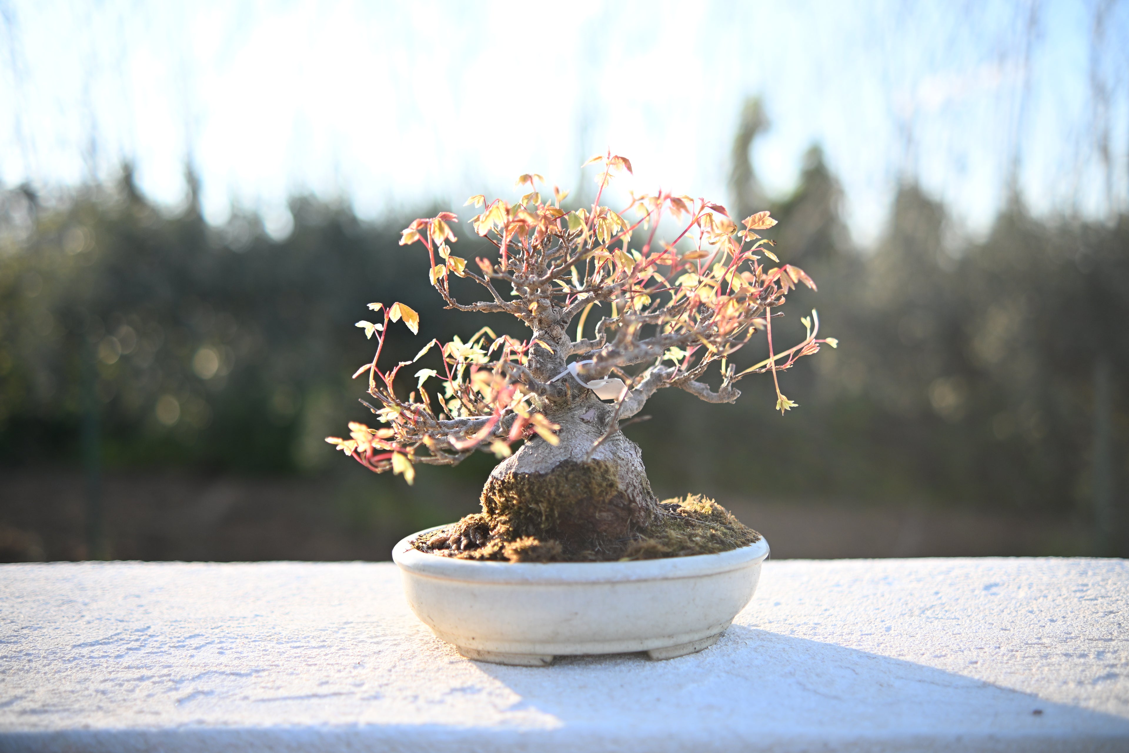 Acer Buergerianum Shohin -Kaede