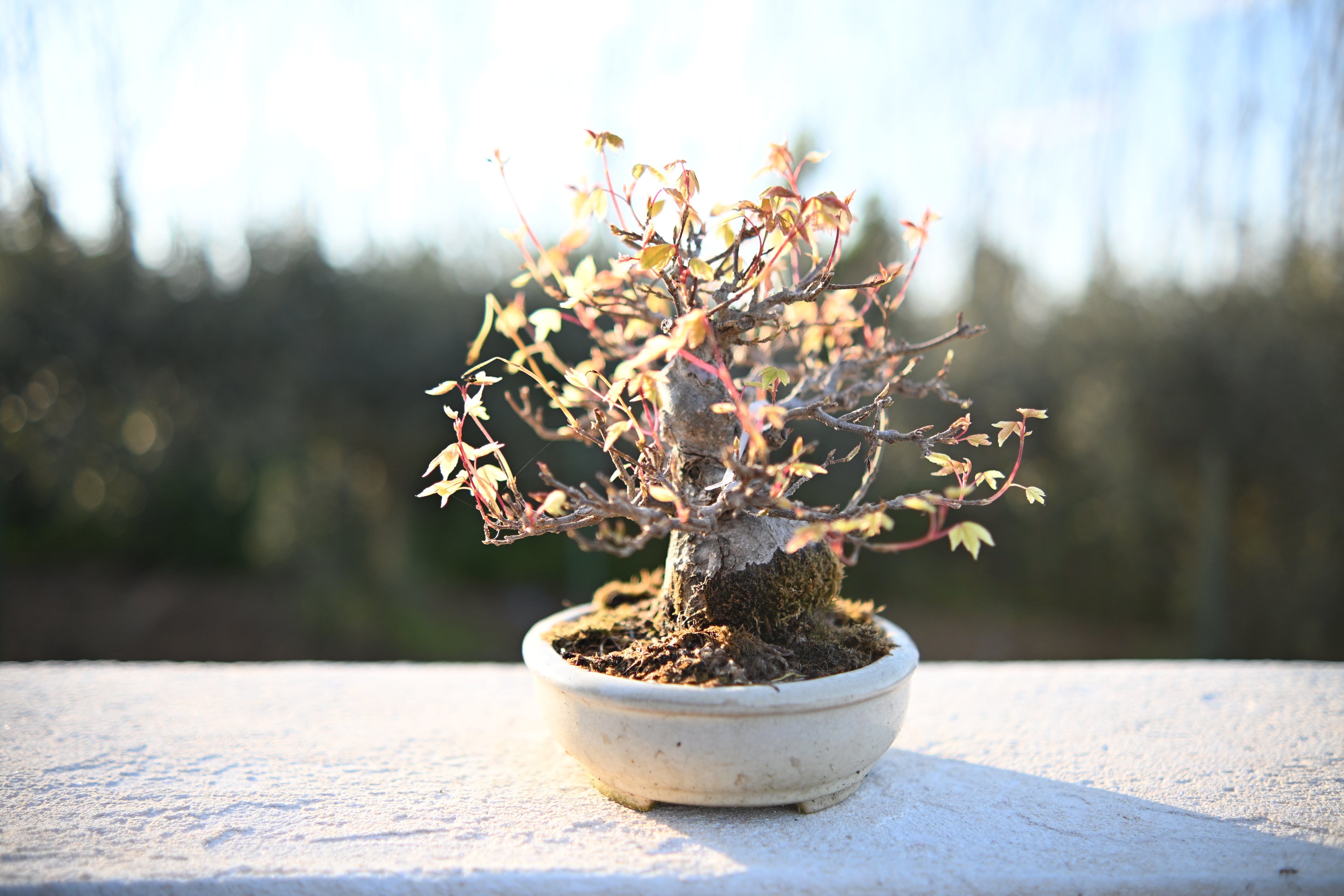 Acer Buergerianum Shohin -Kaede