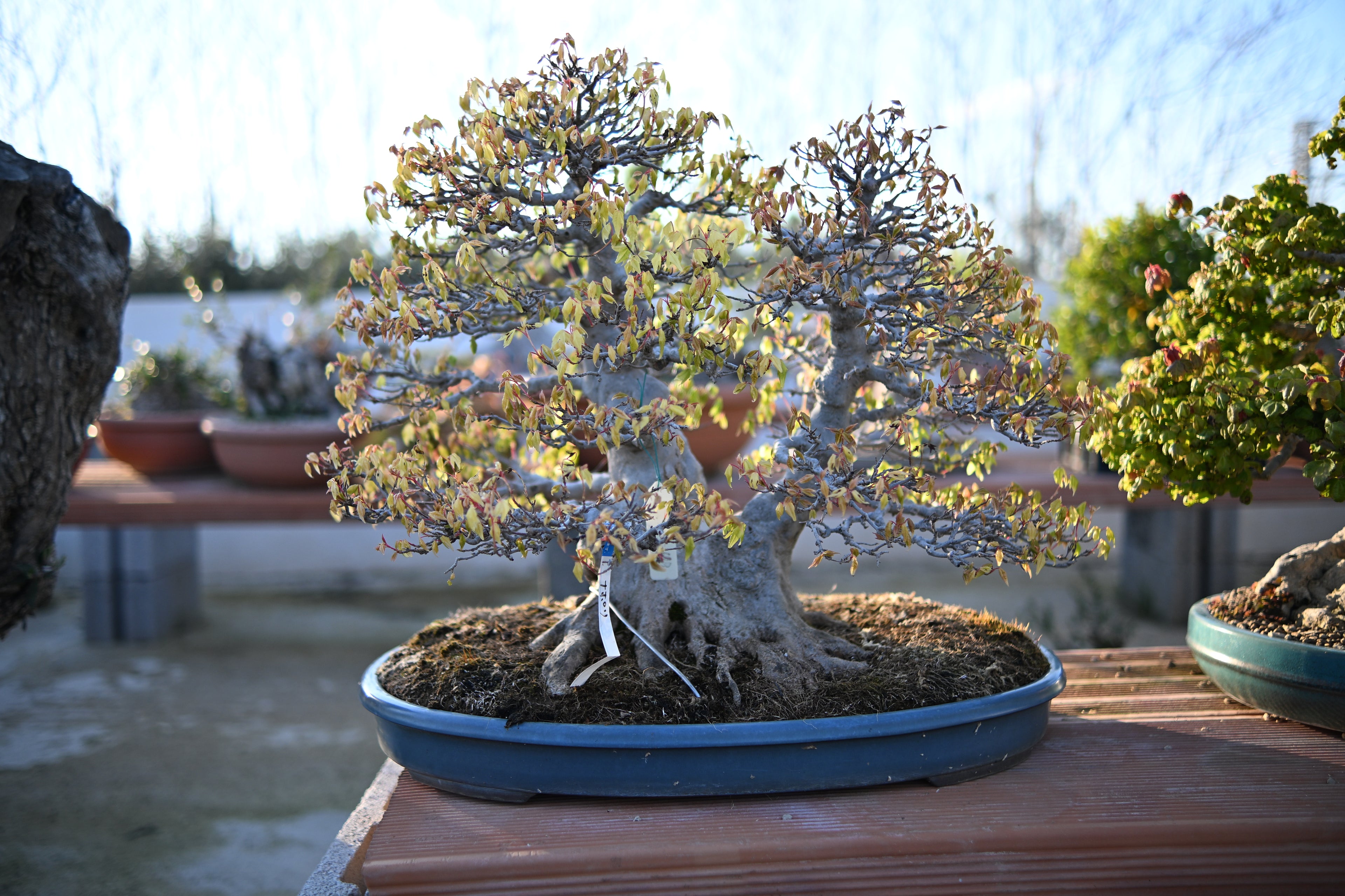 Acer Buergerianum - Kaede