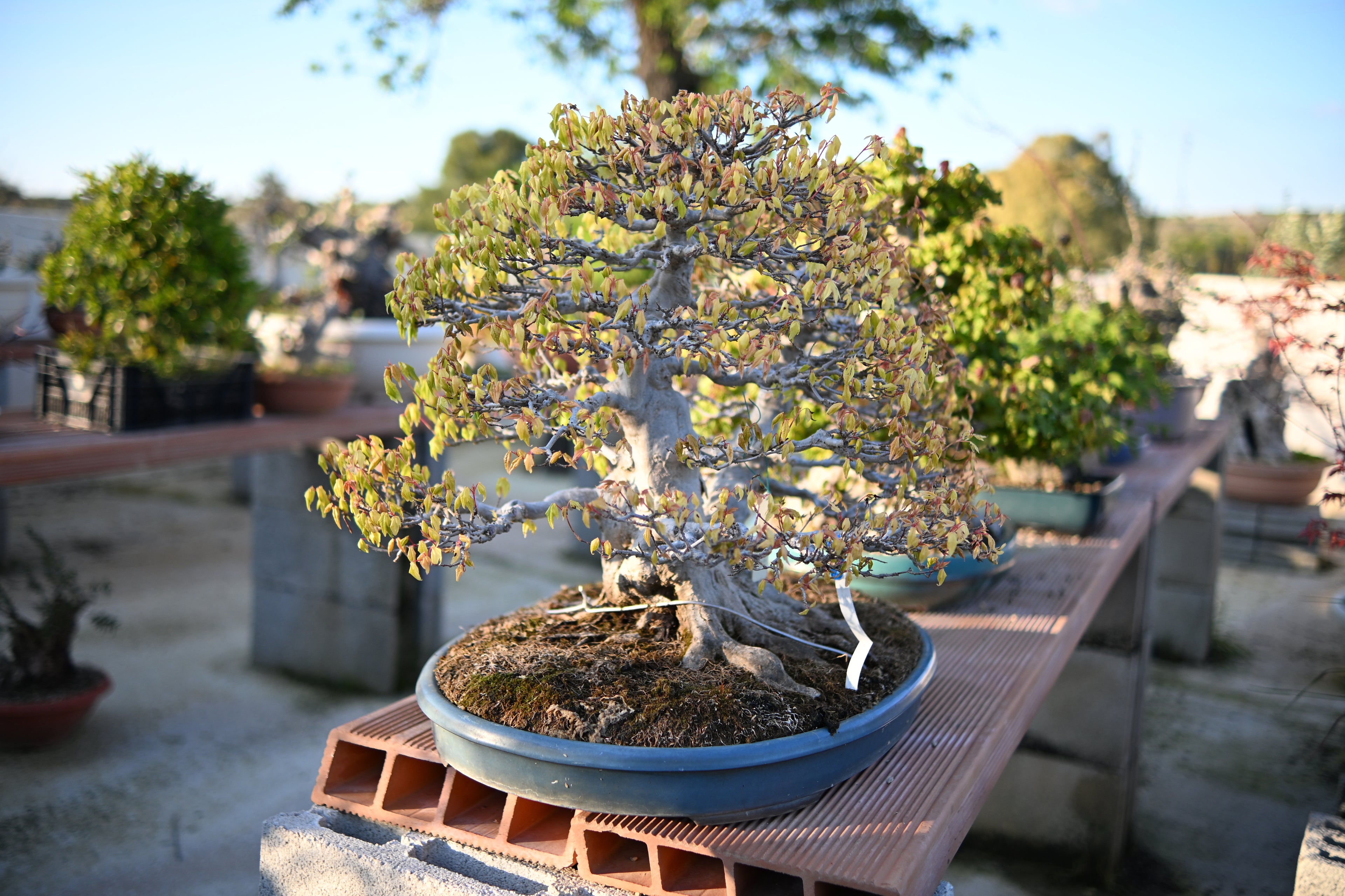 Acer Buergerianum - Kaede