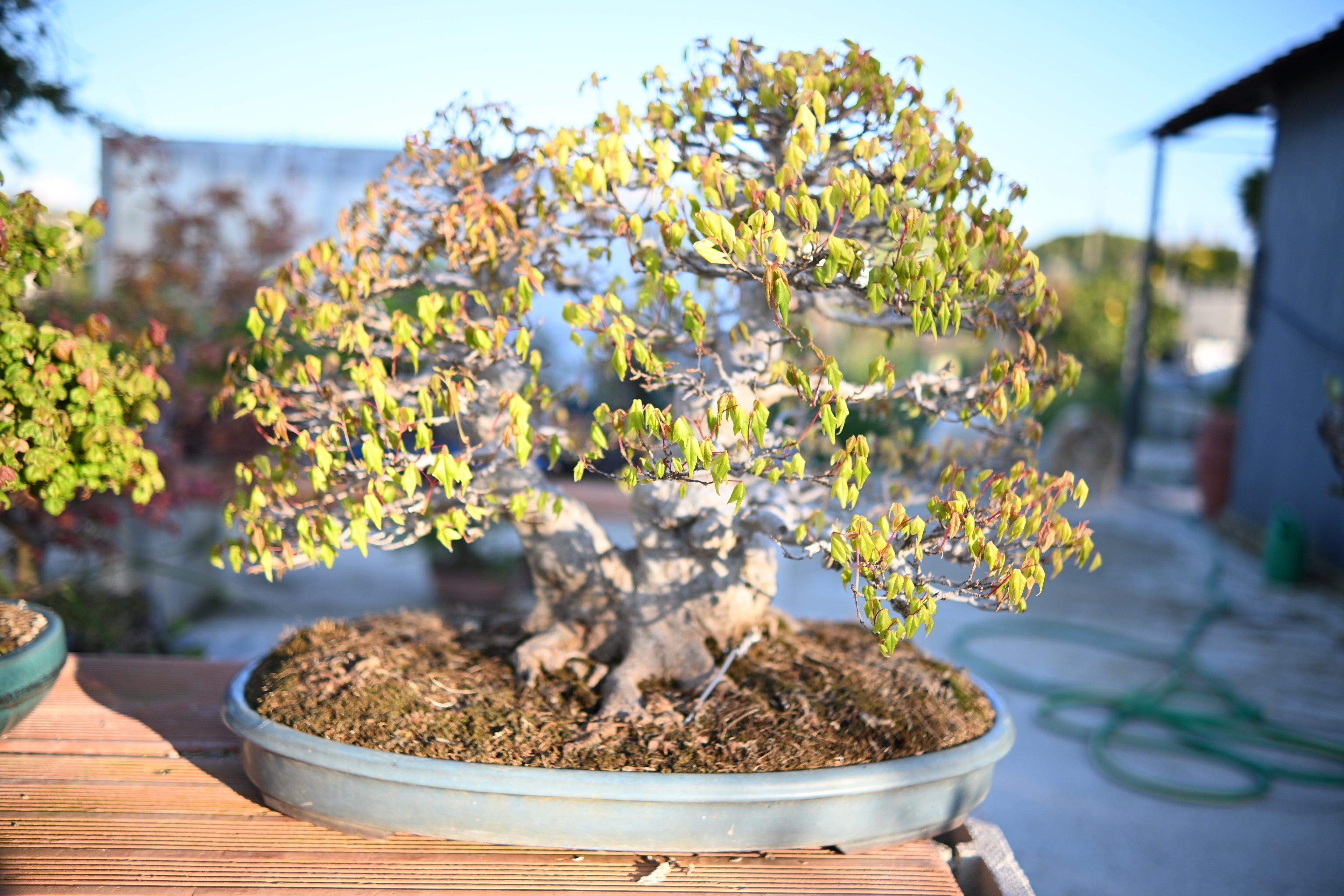 Acer Buergerianum - Kaede