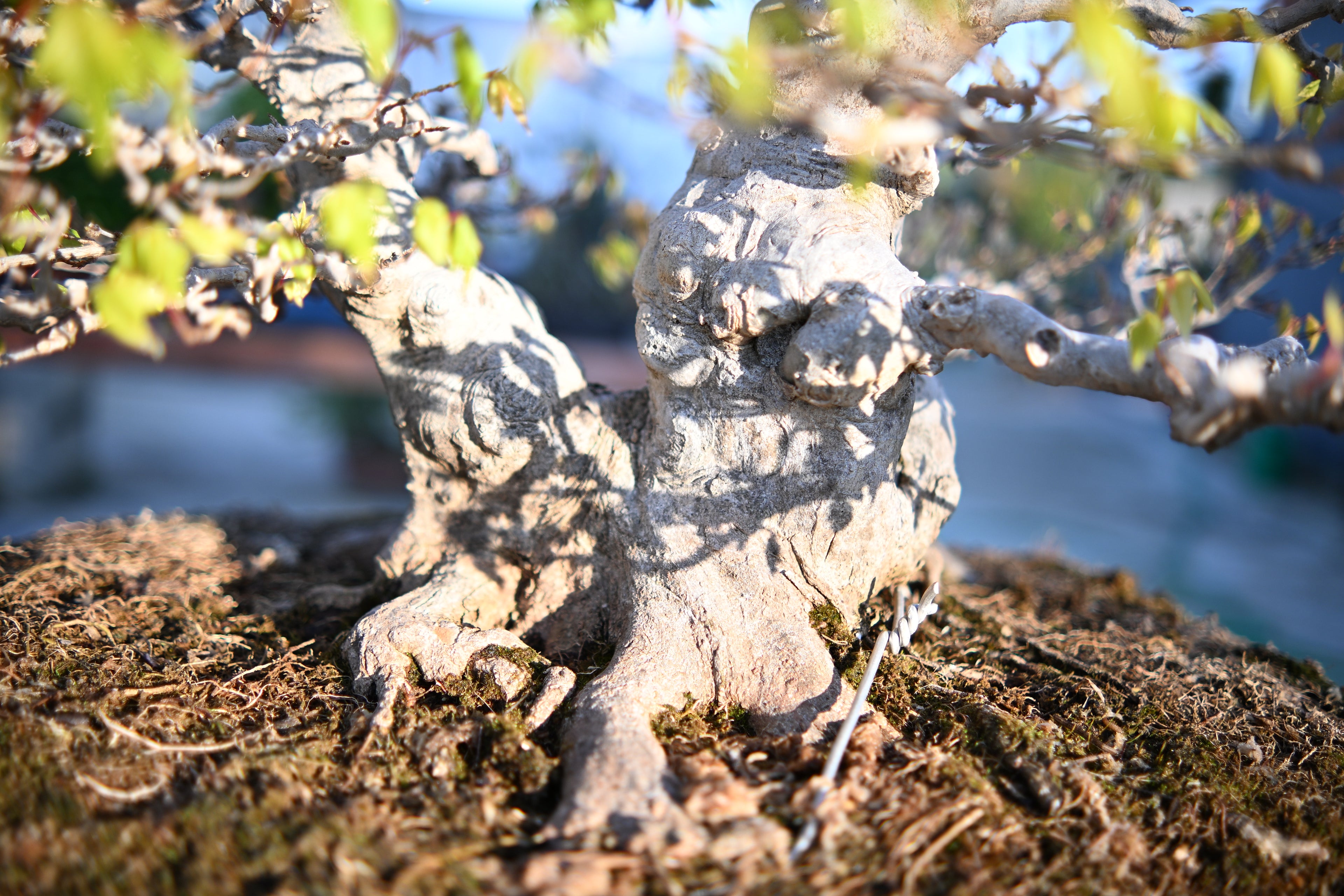 Acer Buergerianum - Kaede