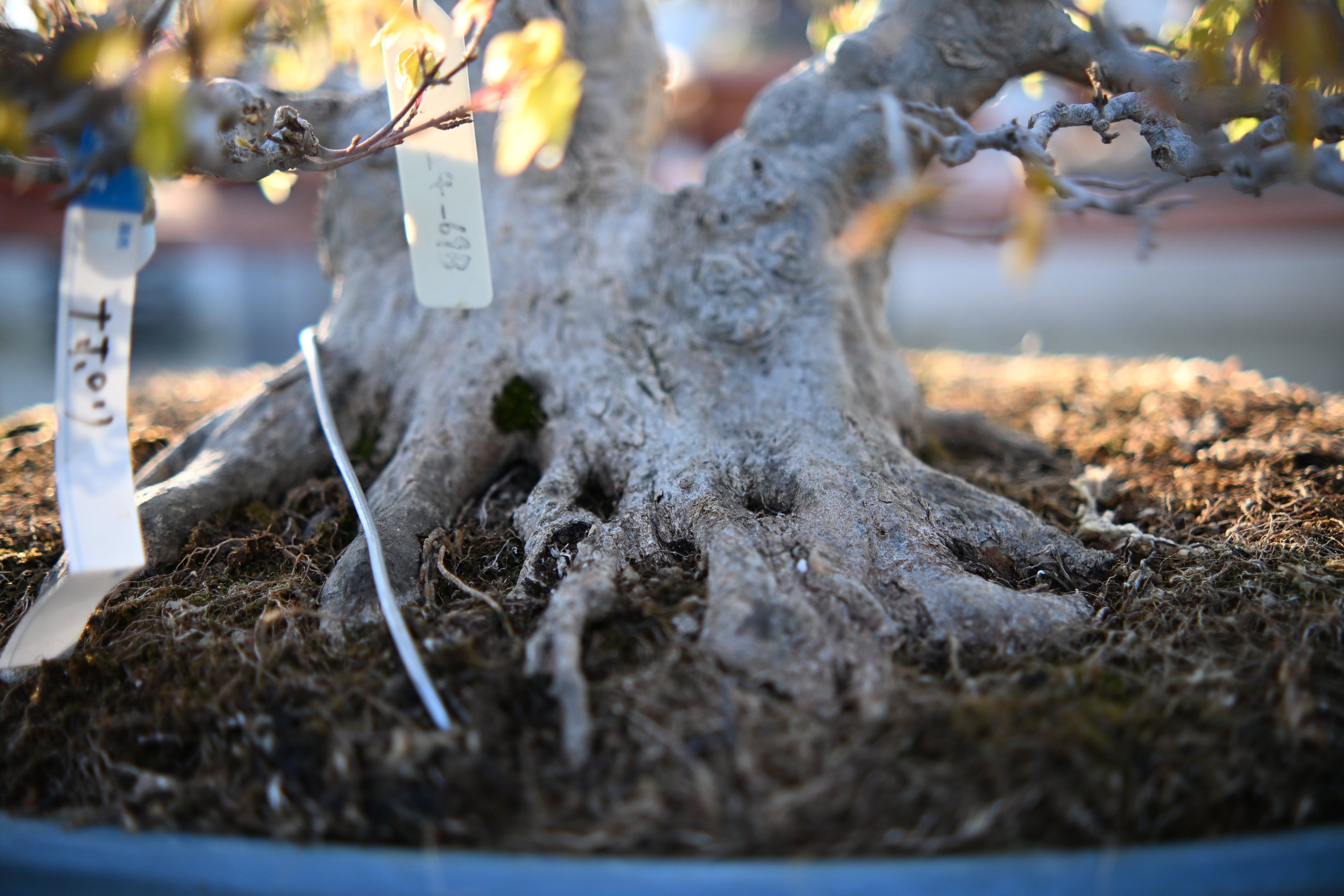 Acer Buergerianum - Kaede