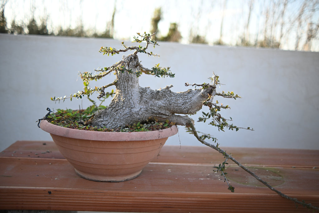 Olea Oleaster