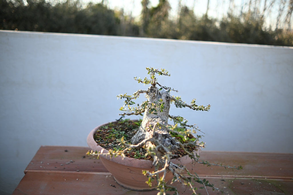 Olea Oleaster