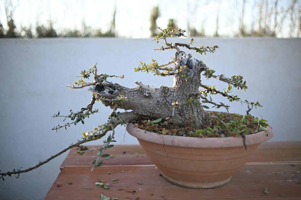 Olea Oleaster