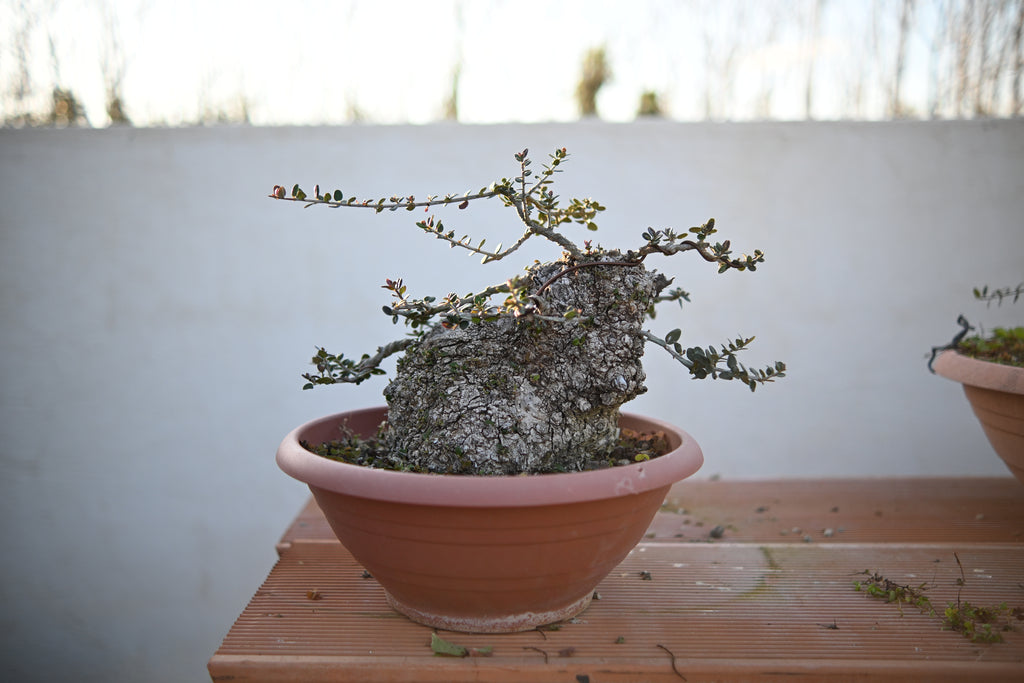 Olea Oleaster