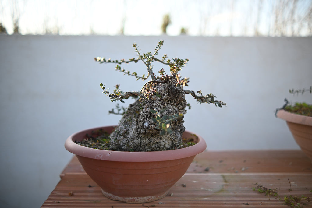 Olea Oleaster