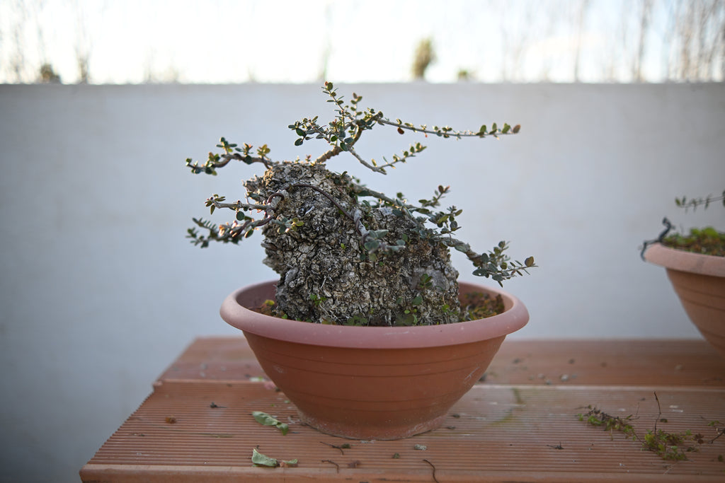 Olea Oleaster