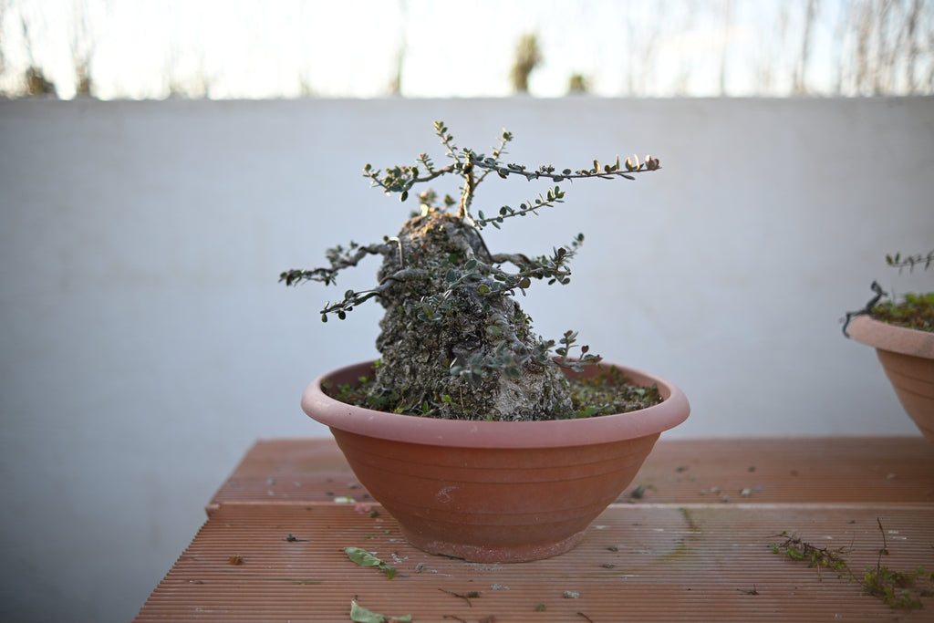 Olea Oleaster