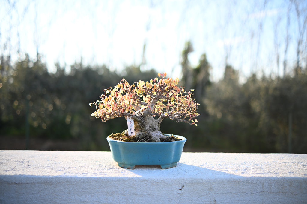 Acer Buergerianum - Kaede