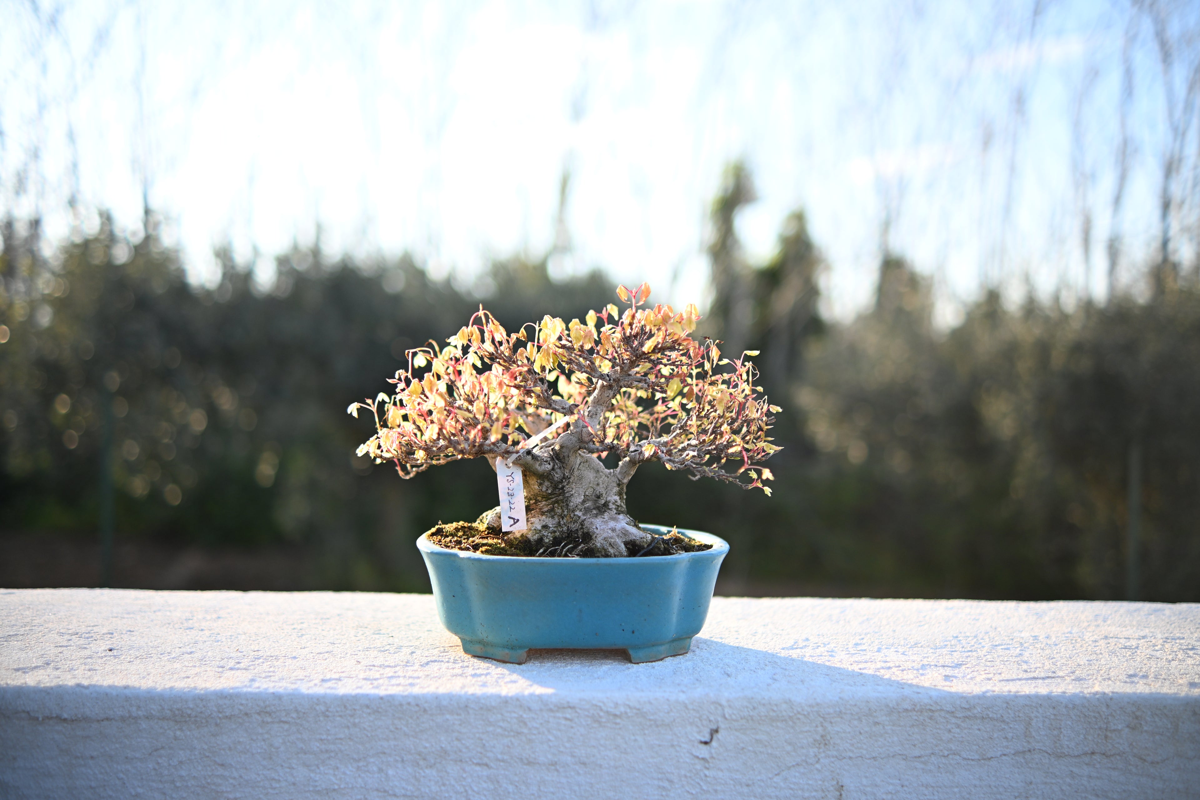 Acer Buergerianum - Kaede