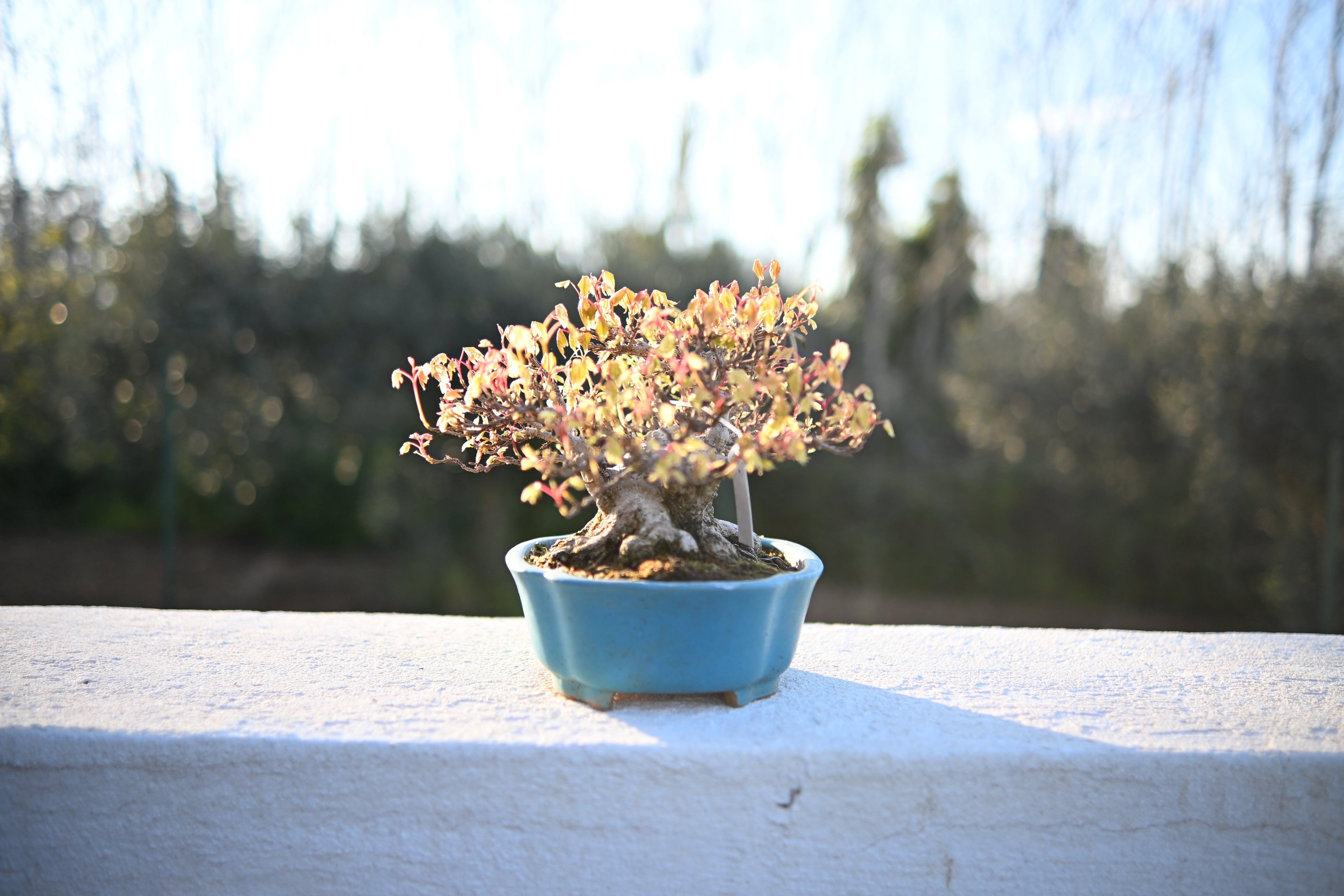 Acer Buergerianum - Kaede