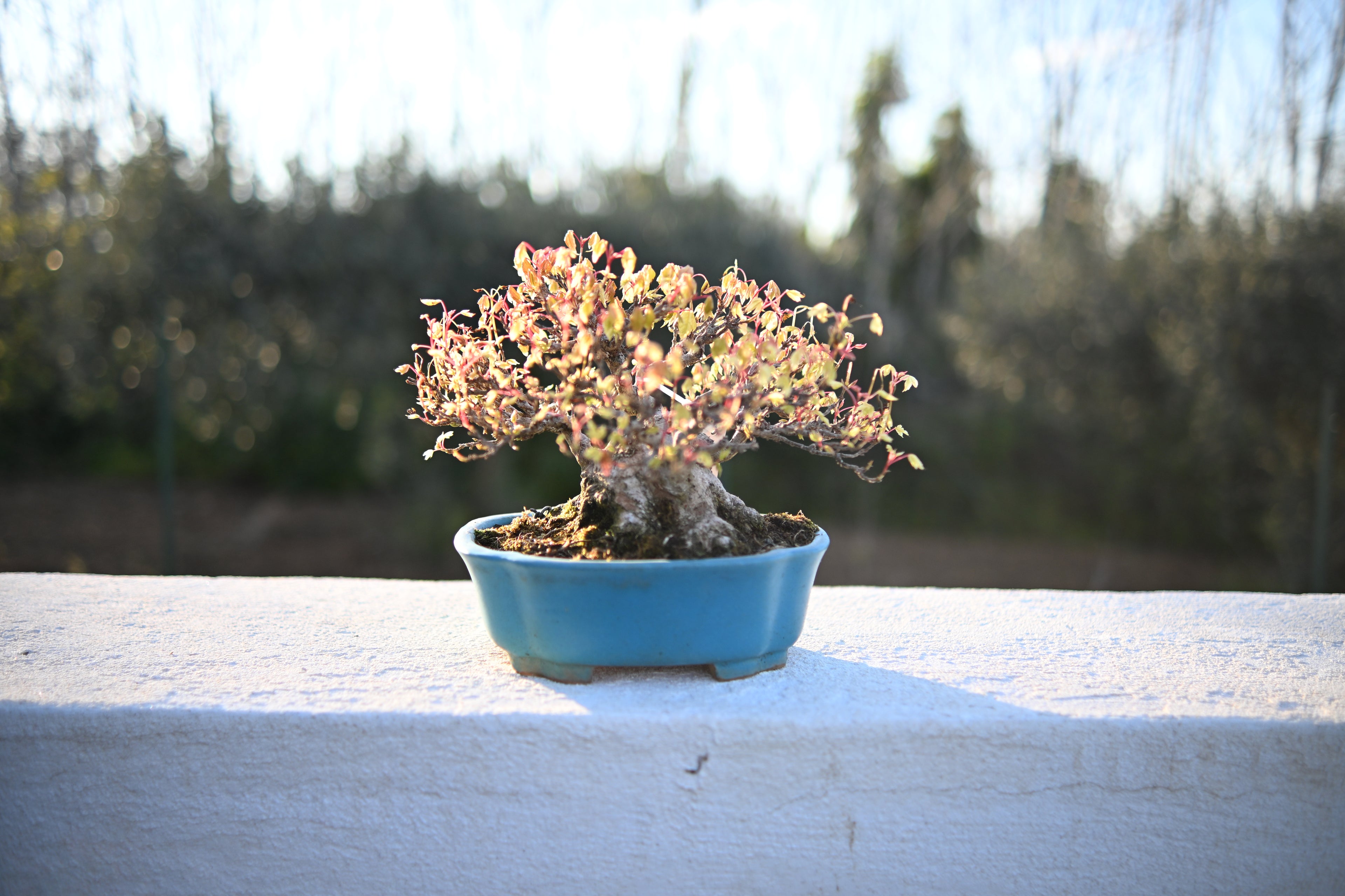 Acer Buergerianum - Kaede