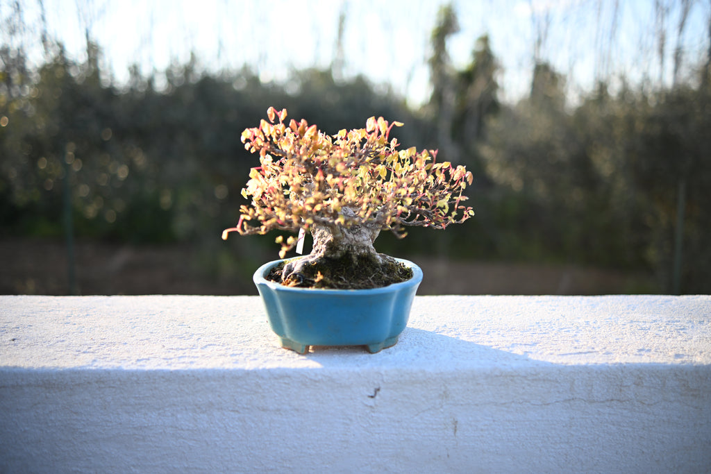 Acer Buergerianum - Kaede