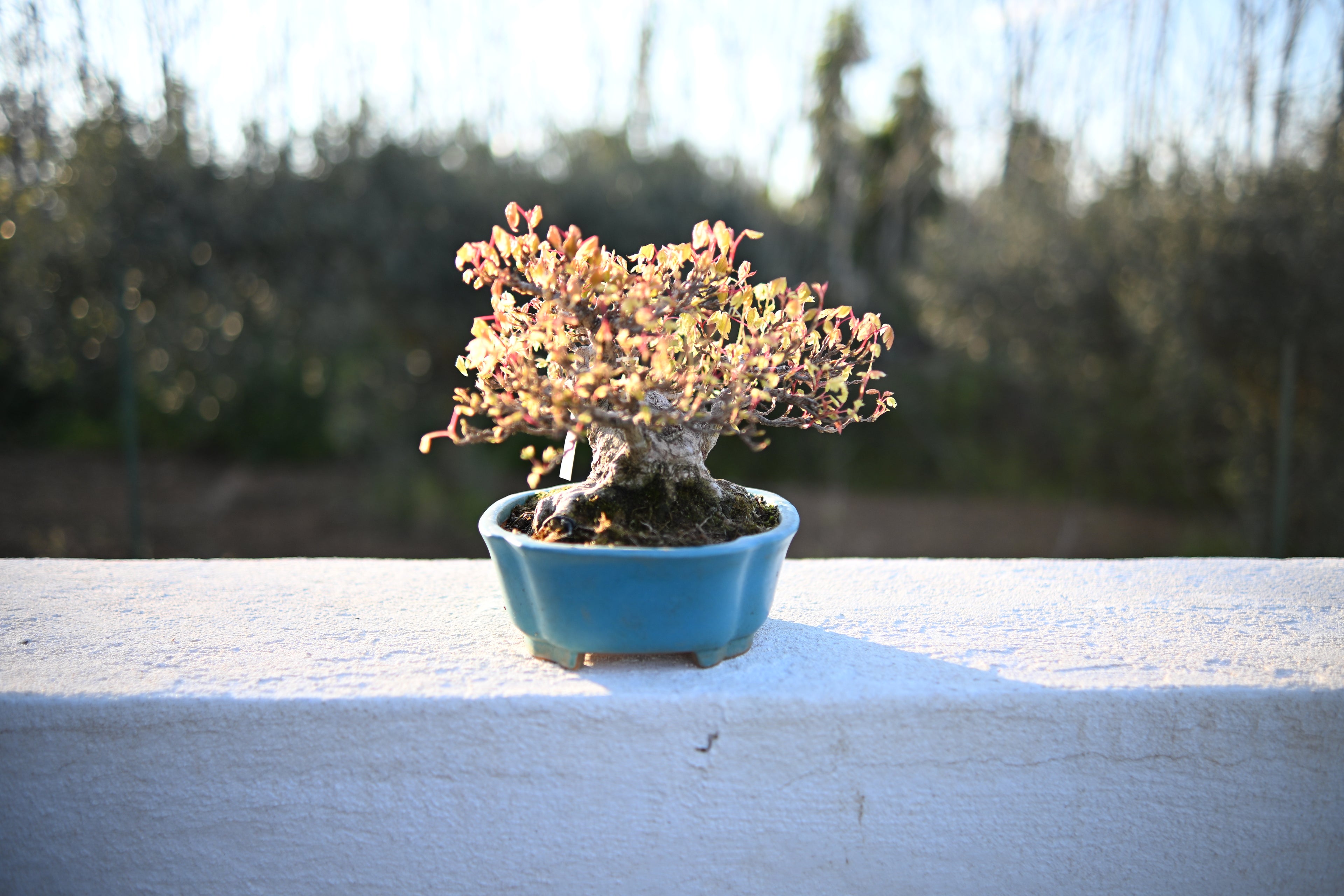 Acer Buergerianum - Kaede