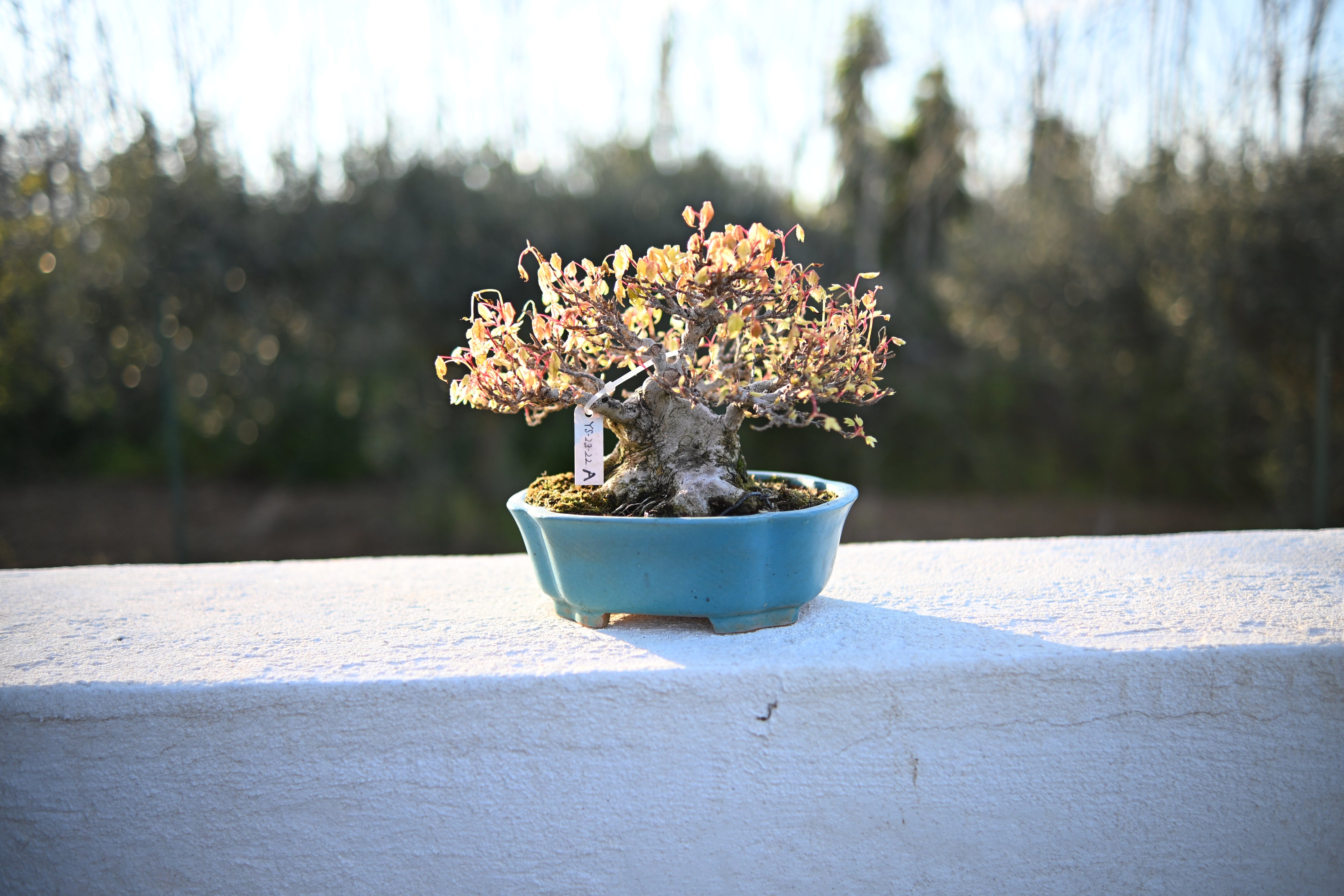 Acer Buergerianum - Kaede