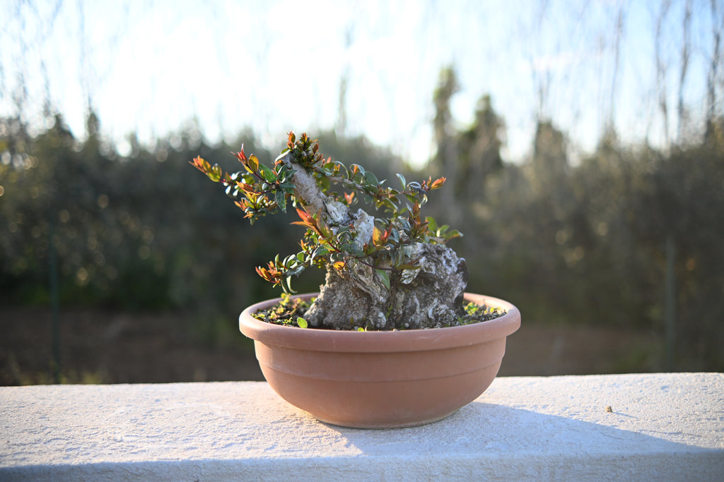 Myrtus Communis