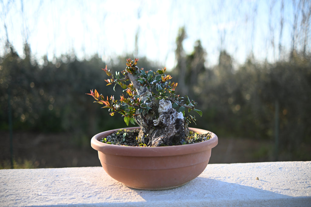 Myrtus Communis