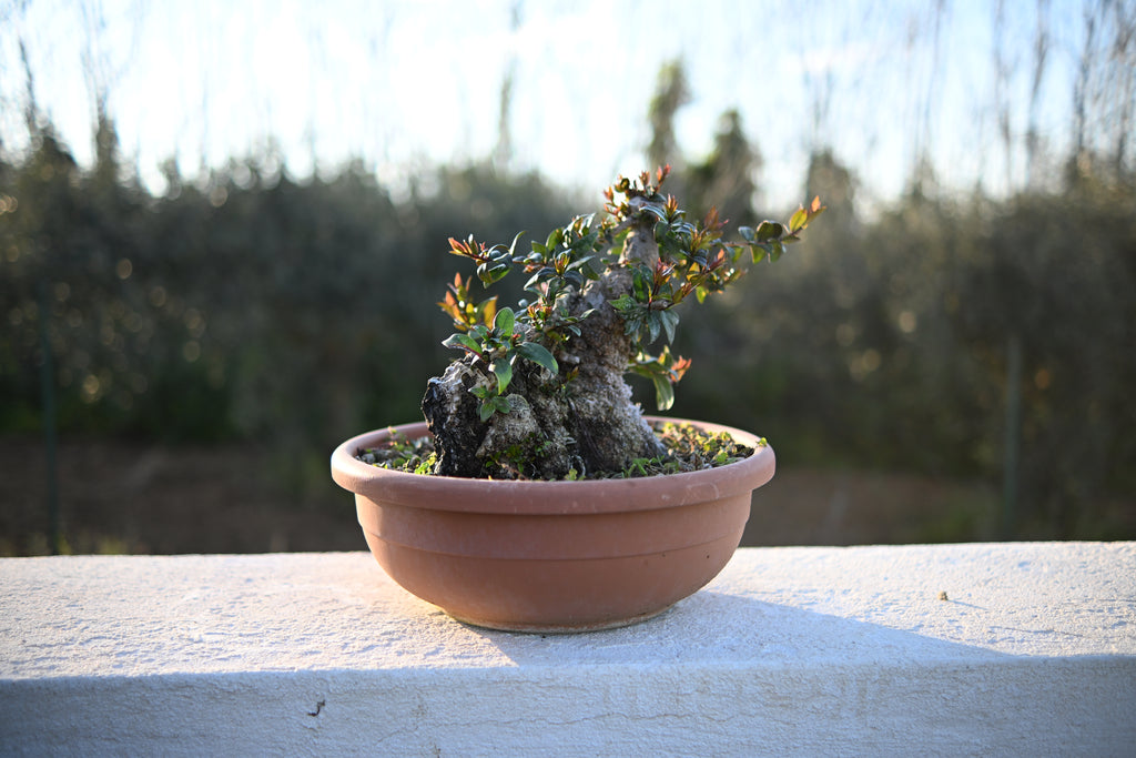 Myrtus Communis
