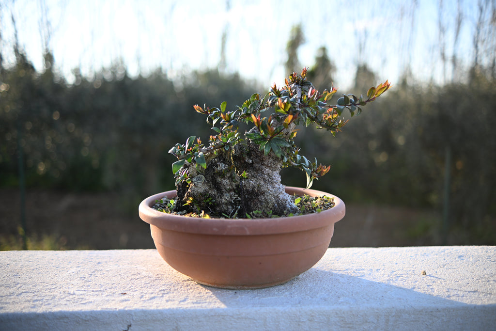 Myrtus Communis